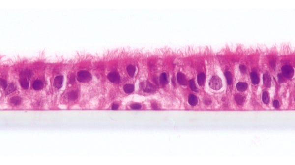 Gain hands-on experience with culturing human airway epithelial cells at the air-liquid interface
