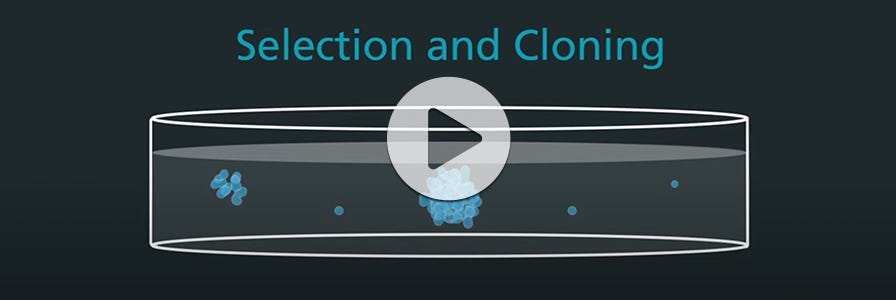 Selection and cloning of hybridomas