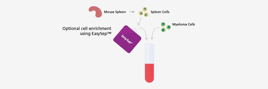 Splenocytes enriched for B cells using EasySep™ fused with appropriate myeloma cell lines for hybridoma generation