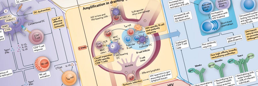 Immune Response to HIV Wallchart