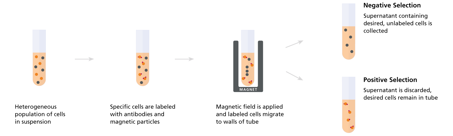 Magnetic Cell Separation And Cell Isolation