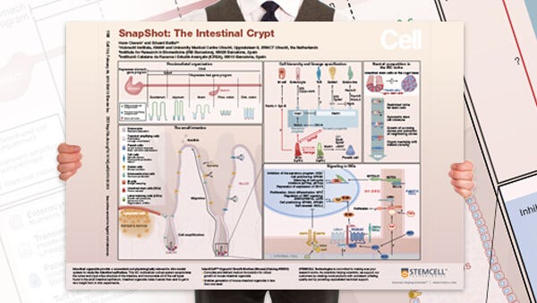 Request a copy of the intestinal crypt wallchart.