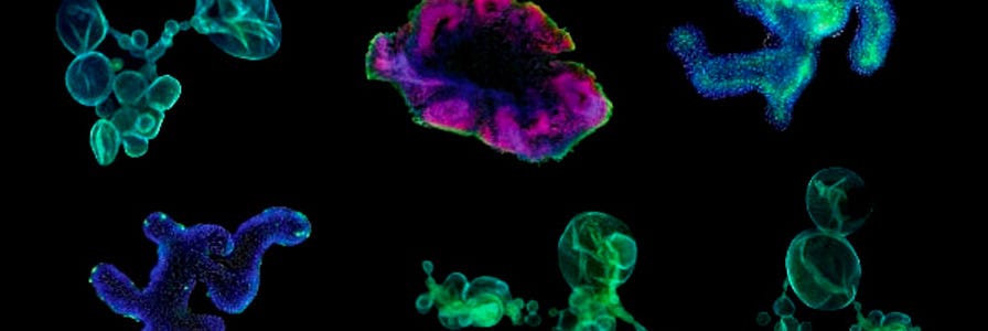 Organoids E-Book