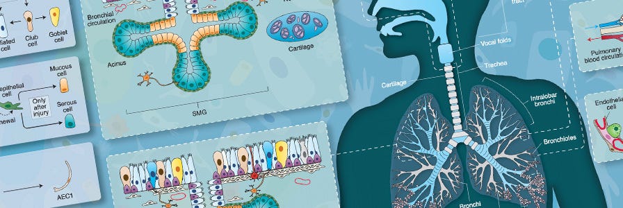 Respiratory system wallchart