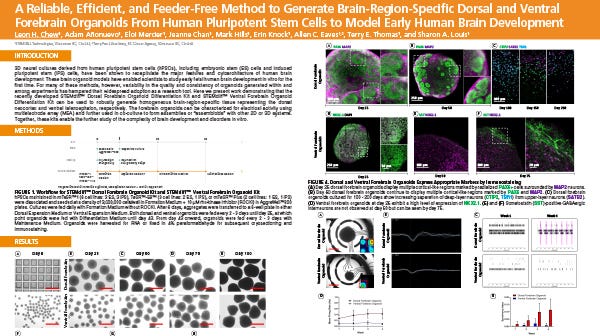 See Poster: A Feeder-Independent Culture System to Convert and Maintain hPSCs  in a Naïve-Like State