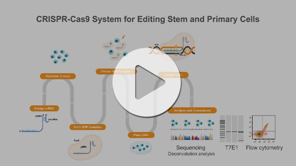 Optimized Workflows for High-Efficiency Genome Editing in Stem and Primary Cell Types