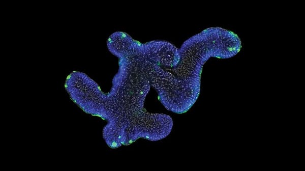 Learning Center: Organoids Research