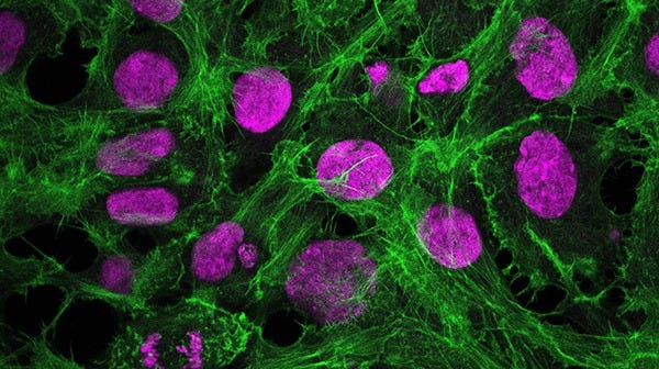 ISSCR Standards for Human Stem Cell Use in Research